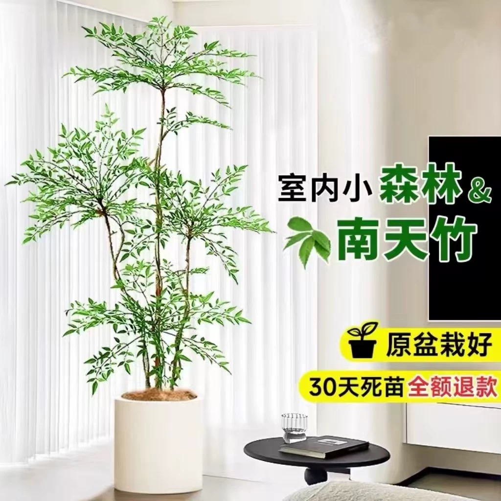 婉芳南天竹盆栽四季不落叶