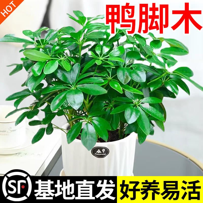 鸭脚木盆栽室内绿植四季常青