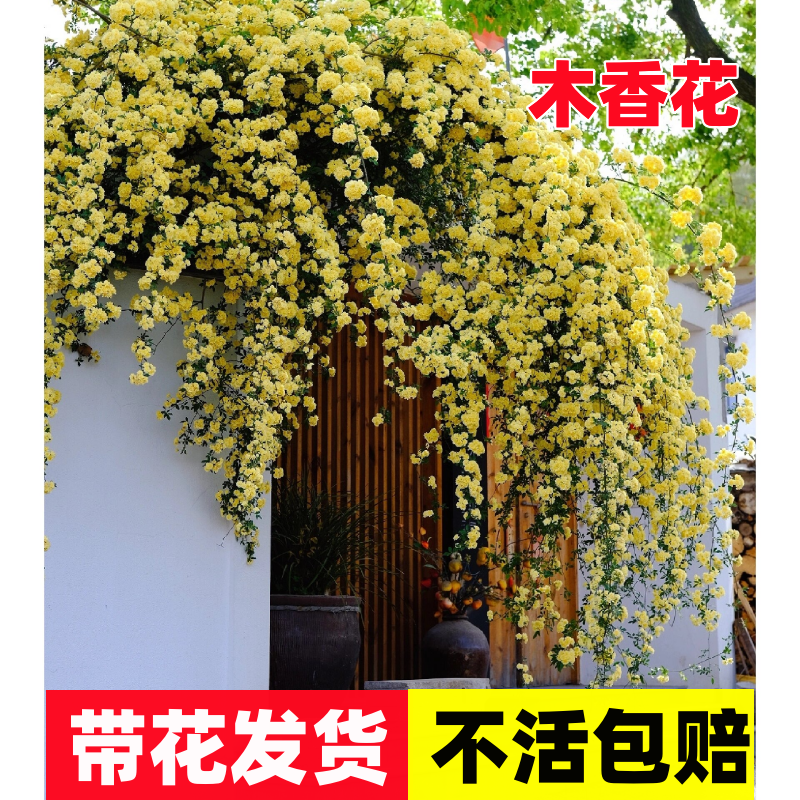 黄木香花苗爬藤植物重瓣红白耐寒树苗蔷薇四季开花卉阳台庭院盆栽-封面