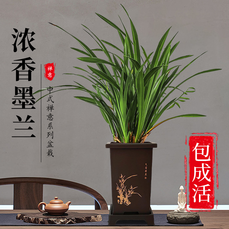 精品浓香墨兰盆栽中式年宵花兰花苗室内耐阴桌面绿植好养基地直发