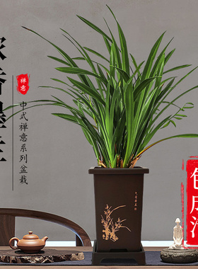 精品浓香墨兰盆栽中式年宵花兰花苗室内耐阴桌面绿植好养基地直发