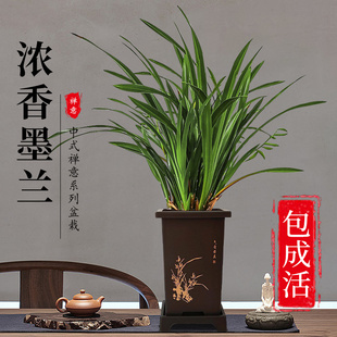 精品浓香墨兰盆栽中式 年宵花兰花苗室内耐阴桌面绿植好养基地直发