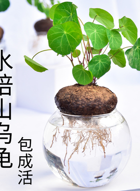 金不换山乌龟盆栽红藤圆叶爬藤水培植物观叶室内小绿植招财龟盆景