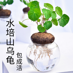 金不换山乌龟盆栽红藤圆叶爬藤水培植物观叶室内小绿植招财龟盆景
