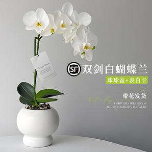 蝴蝶兰盆栽高端送礼室内白色商场桌面绿植花卉植物好养活四季轻奢