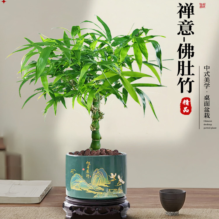 佛肚竹盆栽老桩盆景书房绿植
