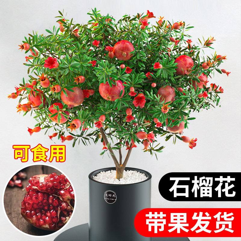 石榴花盆栽带果观赏果树苗室内阳台盆景多季开花庭院植物花卉好养