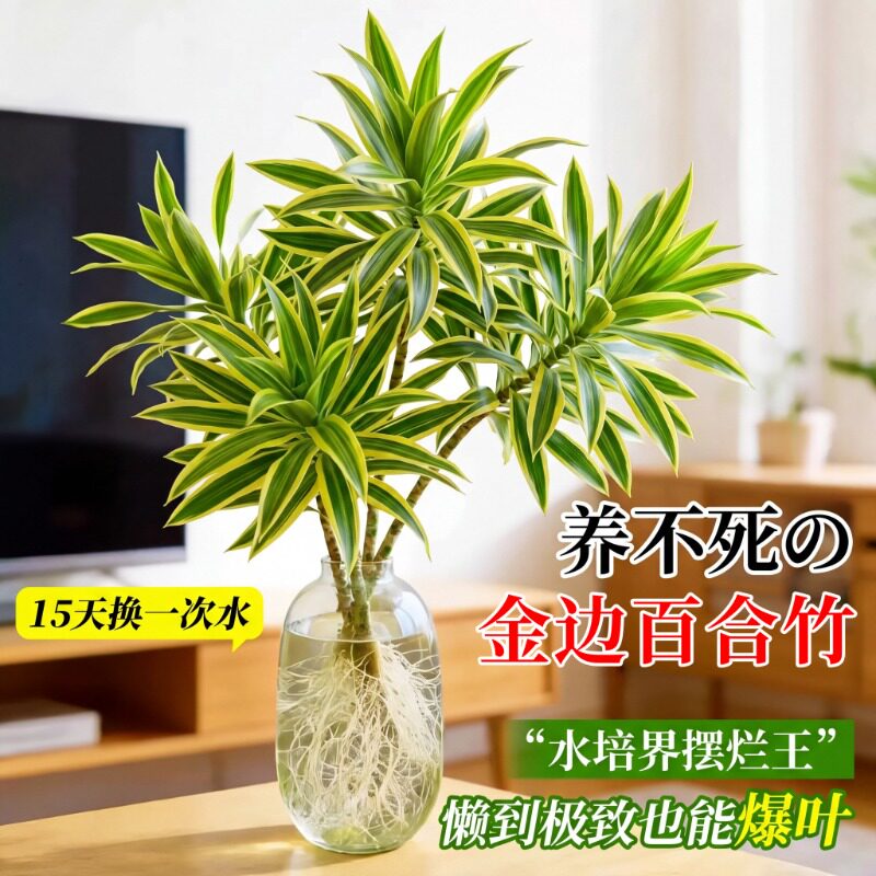 金边百合竹水培带根系壮苗龙血树室内桌面盆栽耐阴净化空气观赏竹图片