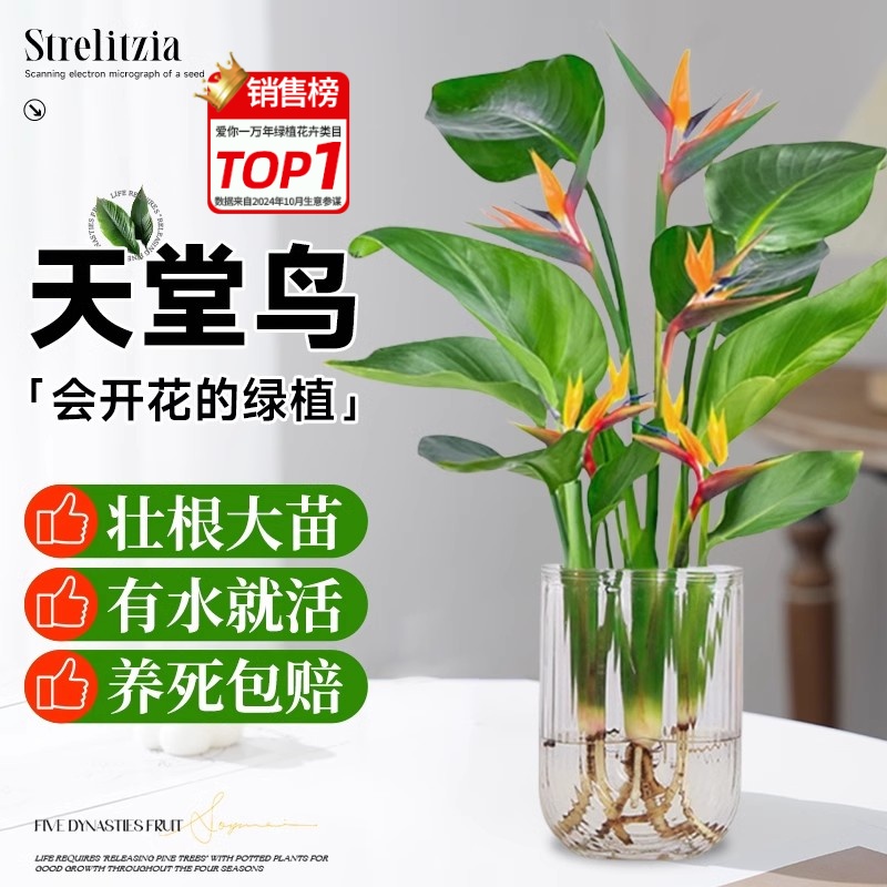 水培绿植天堂鸟盆栽室内花卉大叶桌面龟背竹四季常青好养活