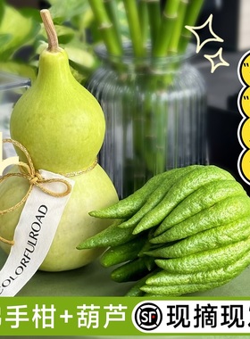 福禄双全天然葫芦水培植物室内客厅办公室桌面绿植花卉盆栽