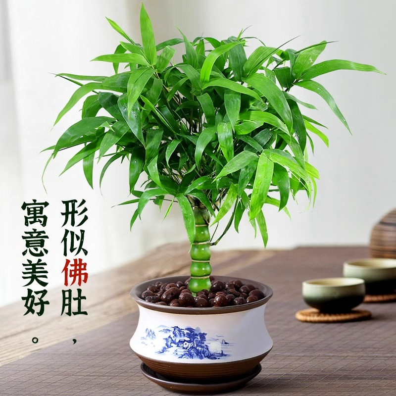 佛肚竹盆栽客厅禅意四季常青