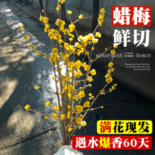 腊梅花鲜花带花苞蜡梅水养插花卉鲜切干枝年宵花水培植物客厅秋冬