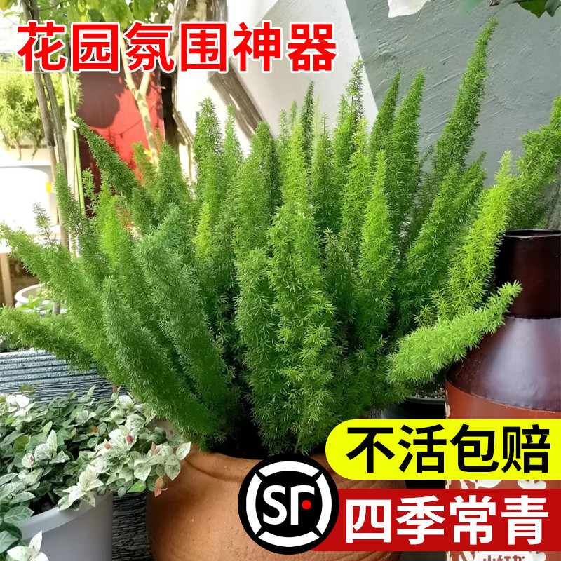 狐尾天门冬盆栽大苗庭院阳台植物四季常青趣味绿植九尾狐好养撸猫-封面