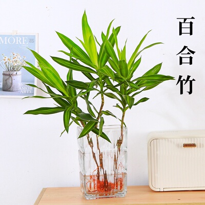百合竹盆栽高级轻奢四季常青水培