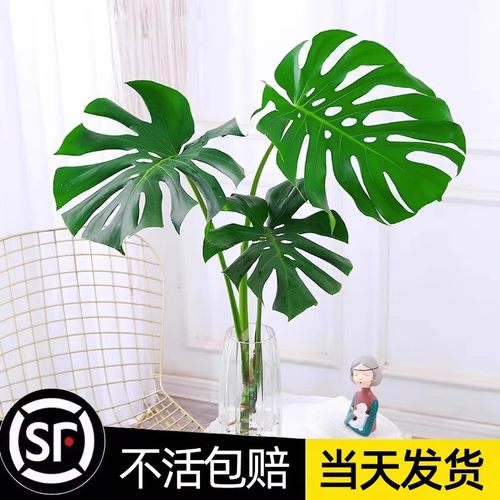 龟背竹客厅四季常青水培植物