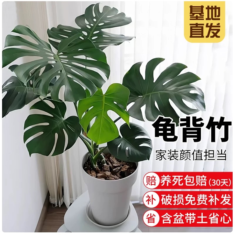 大叶龟背竹开背老桩盆栽