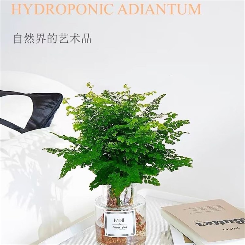 铁线蕨水培植物净化空气耐阴水养蕨类室内好养观叶花卉
