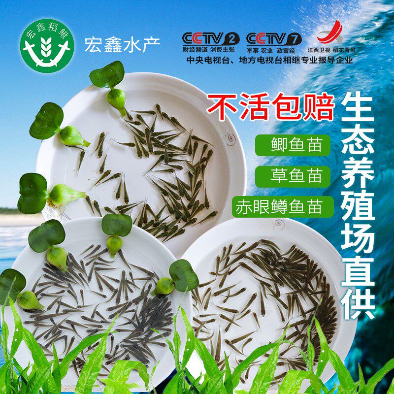 草鱼苗活体小鲤鱼鲫鱼苗龙鱼活体鱼