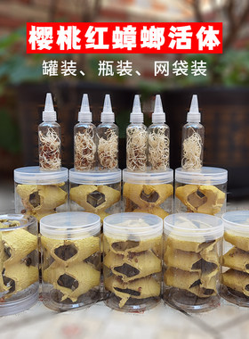 樱桃红蟑螂活体饲料罐装瓶装龙鱼蜥蜴守宫鬃狮蝎子蜘蛛食物活虫幼