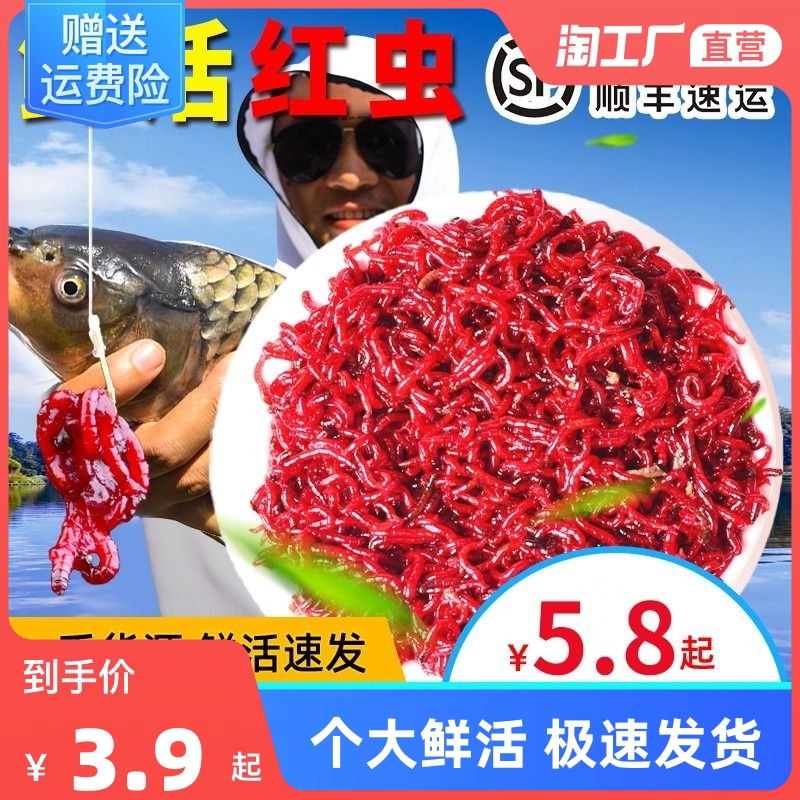 鲜活红虫活饵特大号公虫活体拉饵鲫鱼野钓饵料钓鱼蚯蚓鱼饵线虫
