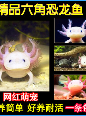 六角恐龙鱼蝾螈冷水淡水鱼观赏好养宠物小鱼六角龙水族爬行两栖鱼