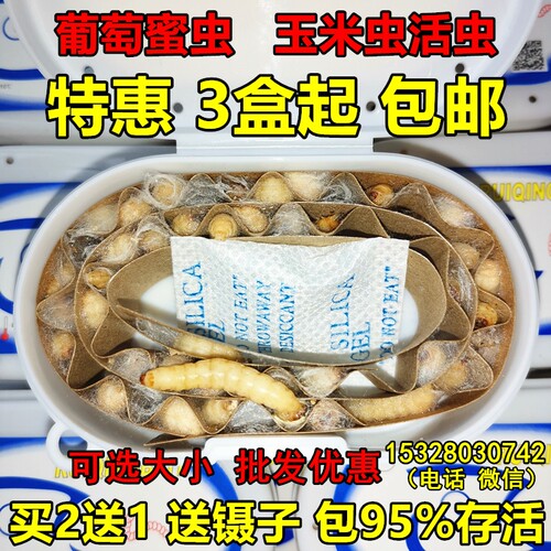 玉米虫活虫葡萄密虫活体蜜虫大蜡螟钓鱼饵鸟食龟蜜袋仓鼠爬宠饲料