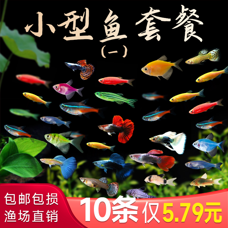 小型热带观赏活鱼斑马鱼孔雀鱼红绿灯科天使神仙金鱼淡水好养小鱼