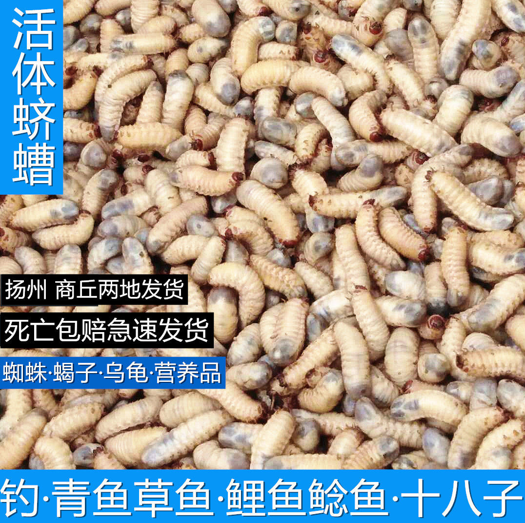 活体蛴螬,钓鱼老母虫,金龟子幼虫野钓白土蚕,核桃虫鸡乸虫活饵