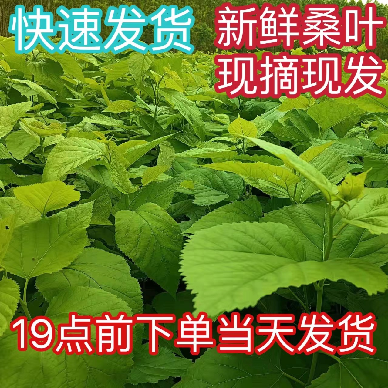 桑叶新鲜广西学生科学养蚕宝宝专用鲜嫩纯叶片当日发货包邮