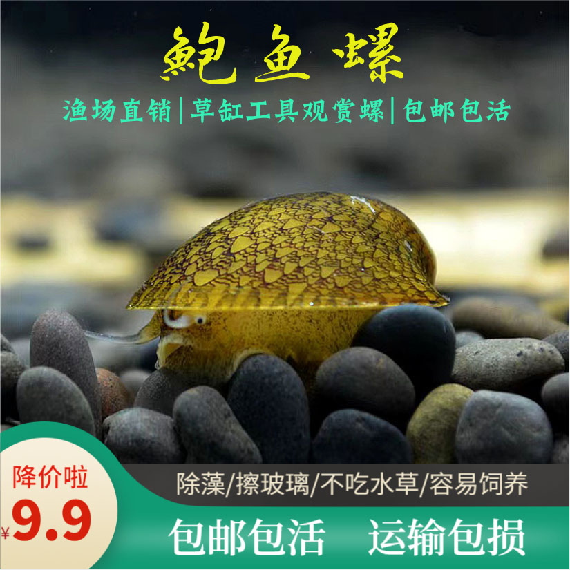 鲍鱼螺篱螺笠螺黑金刚螺黄金螺除藻螺清洁缸壁工具观赏螺活体宠物图片