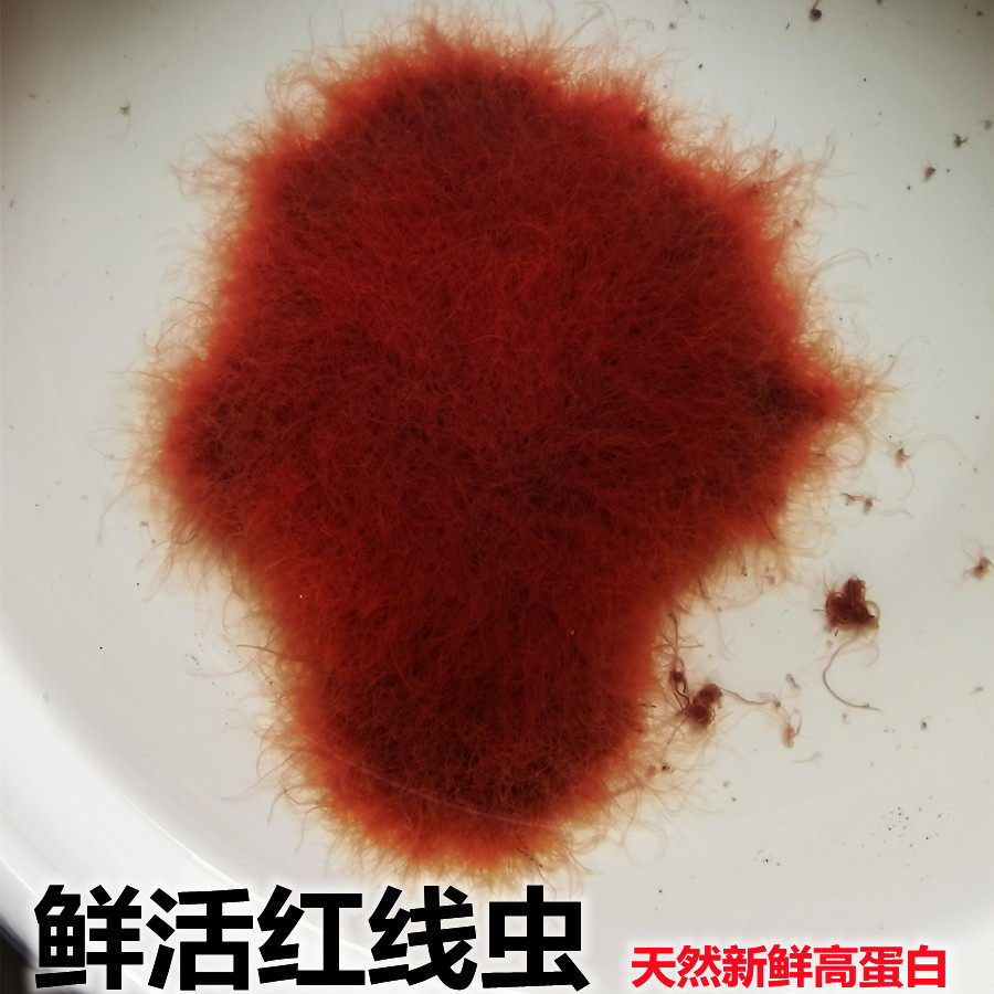 红线虫水蚯蚓活鱼食活体线虫红丝虫大小观赏鱼高蛋白发色饲料鱼饵