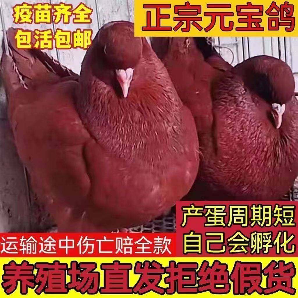 大型活物一对正宗元宝鸽大体鸽子卡奴肉鸽种鸽活体包邮包活到家