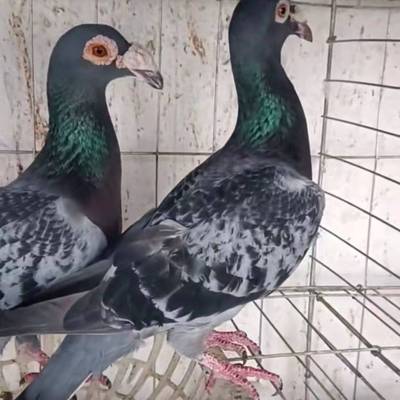 【大鼻子鸽子】观赏鸽子活体种鸽一对幼鸽青年鸽活物快递包邮包健