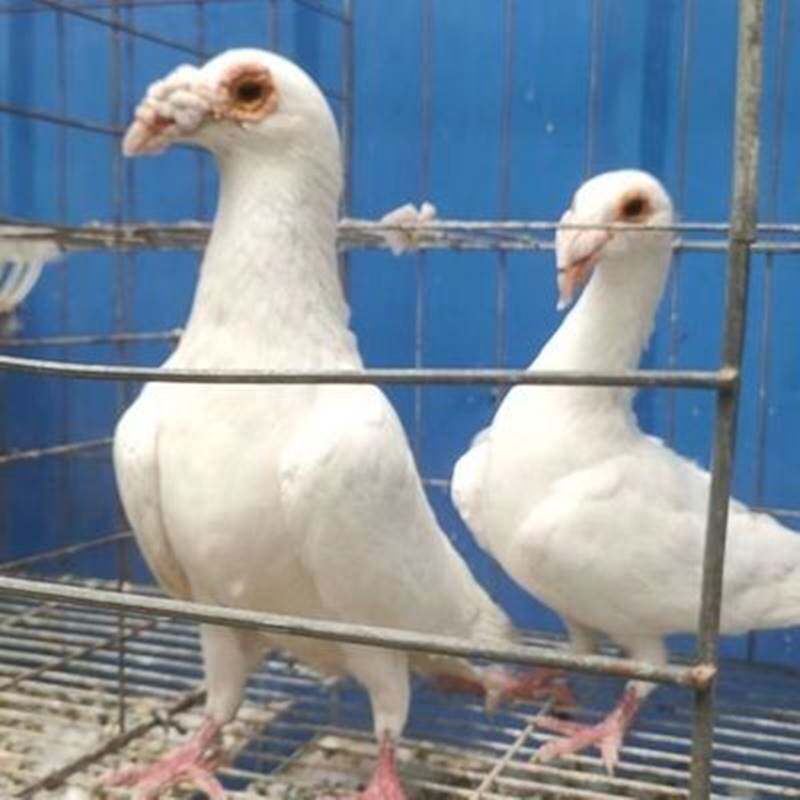 白色大鼻子鸽子大鼻子观赏鸽开花大鼻子鸽包邮包健康