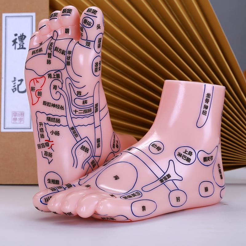 足底按摩模型足部反射区穴位清晰刻字高清脚丫子模具中医参考教学
