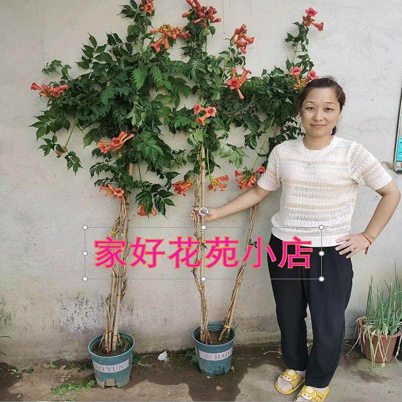 麻花凌霄花爬藤植物凌霄花苗庭院阳台盆栽花卉耐寒花期长好养易活,鲜花速递/花卉仿真/绿植园艺,绣球/木绣球/木本植物,淘宝优惠券,粉丝福利购,淘宝优惠卷