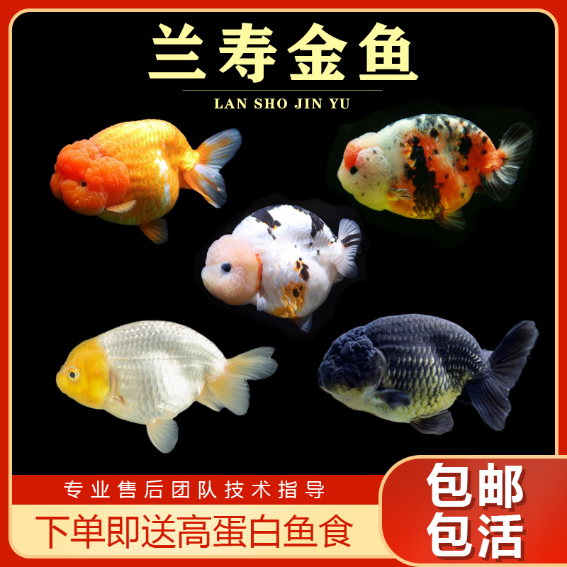 精品兰寿金鱼活鱼奶牛玉兔潘氏兰寿苗高档鱼淡水蓝瘦鱼冷水观赏鱼