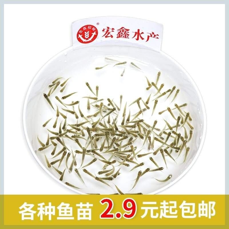 喂乌龟的小鱼苗淡水草鱼食蚊鱼练手鱼饲料鱼龙鱼饲料活体鱼各种鱼