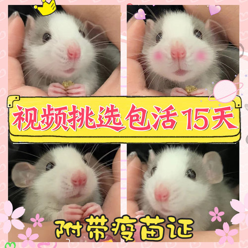 花枝鼠活物校园宠物宿舍宠物小宠物宠物小型好养花枝鼠适合学生的