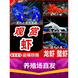 鳌虾观赏虾淡水冷水族耐活体宠物红白蓝色小龙虾火山原生天空蓝魔