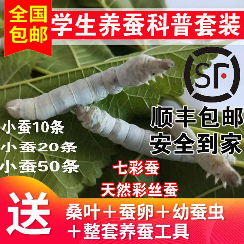 蚕宝宝宠物活体学生养蚕科普套装春蚕幼虫蚕卵彩丝蚕七彩蚕鲜桑叶
