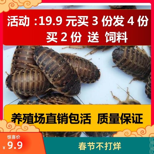 杜比亚蟑螂繁殖组幼体绿色守宫龙鱼活饵饲料新宠鸟类养殖营养活体