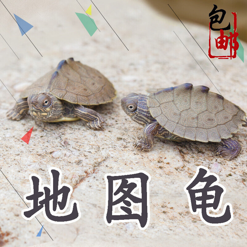 小乌龟活物密西西比地图宠物龟活体深水龟黑瘤地图观赏龟苗招财龟图片