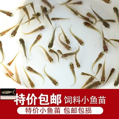 喂乌龟的小鱼苗淡水草鱼食蚊鱼练手鱼饲料鱼龙鱼饲料活体鱼各种鱼