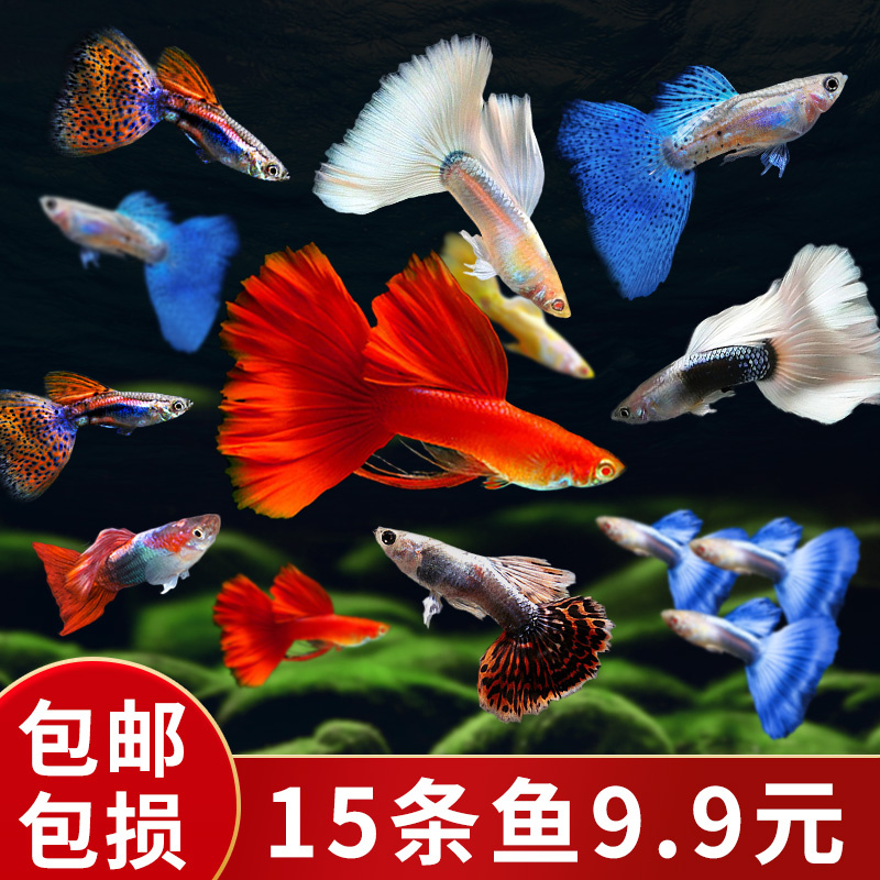 孔雀鱼活体凤尾鱼淡水群游宠物金鱼纯种小型胎生鱼鱼苗热带观赏鱼