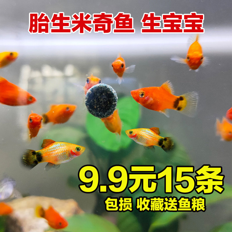 红米奇胎生鱼活体怀孕母鱼淡水鱼小型热带观赏鱼孔雀鱼招财鱼好养