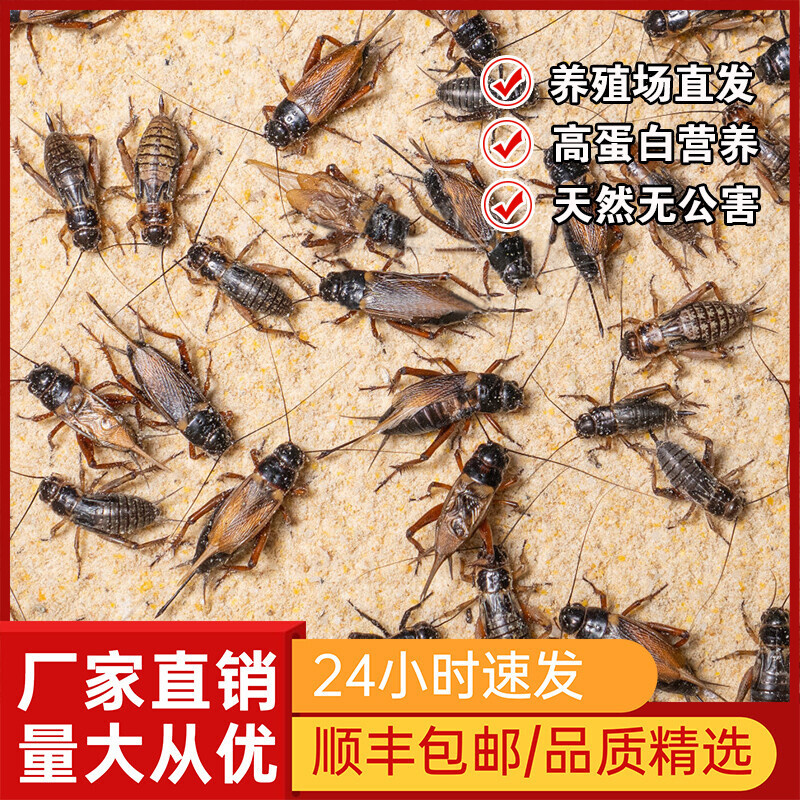 活体蟋蟀油葫芦活体饲料守宫蜥蜴睫角守宫蜘蛛瘤尾鸟口粮食物针头