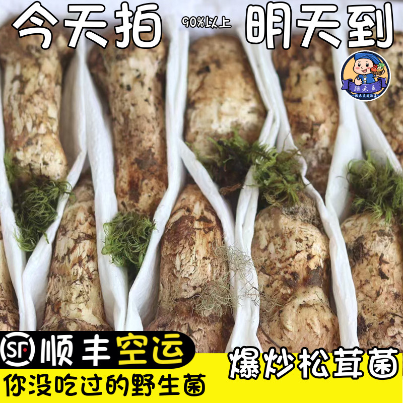 空运次日达松茸菌现摘