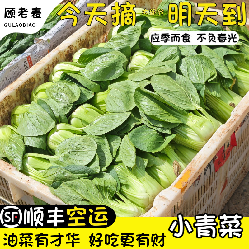 空运次日达高原新鲜小油菜5斤