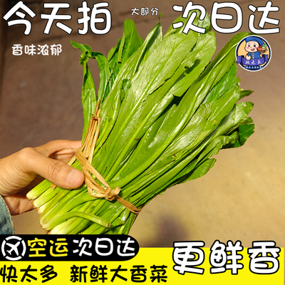 空运次日达现摘大香菜顺丰